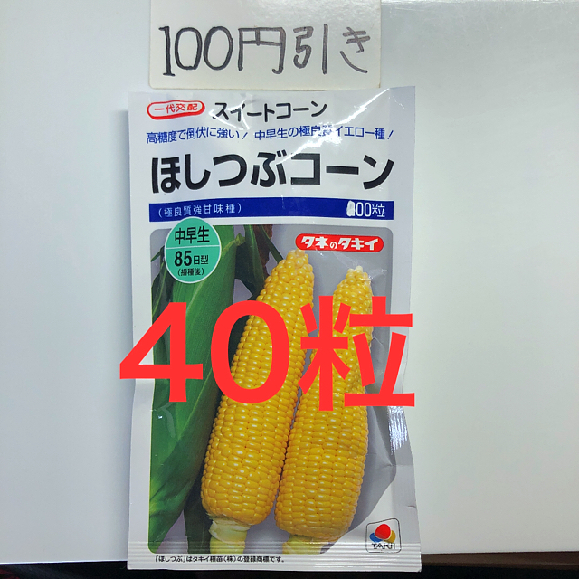 トウモロコシ スイートコーン　ほしつぶコーンの種 40粒 食品/飲料/酒の食品(野菜)の商品写真