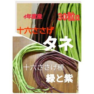 緑と紫の十六ササゲ種　タネ(野菜)