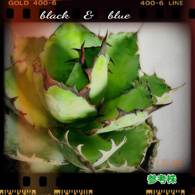 アガベ　チタノタ　ブラック&ブルー　極上血統　ブルーの葉の色と黒い鋸歯が美しい！ ハンドメイドのフラワー/ガーデン(プランター)の商品写真