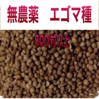 2022年産　無農薬　エゴマ　種　500粒以上(野菜)