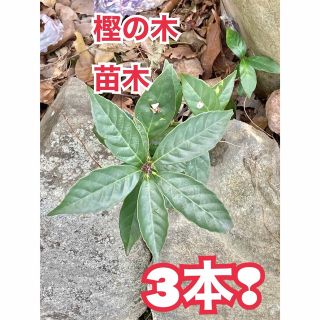 樫の木の苗木…3本❢(その他)