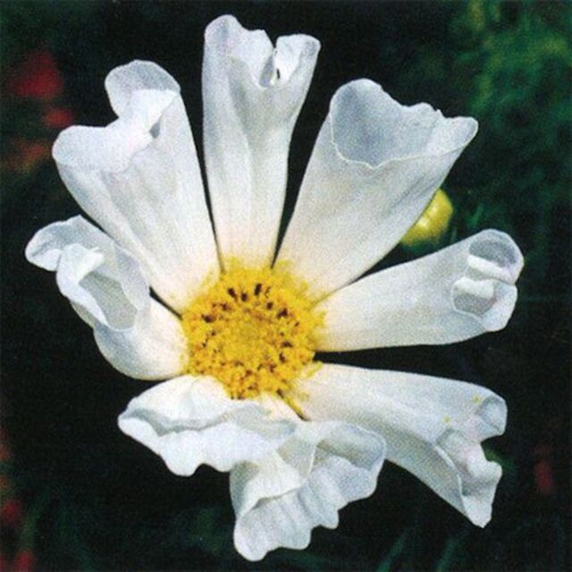 【花の種】３０粒　コスモス　ハミングバードホワイト　珍しい筒状こすもす ハンドメイドのフラワー/ガーデン(プランター)の商品写真