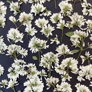 押し花ユーフォルビア(各種パーツ)