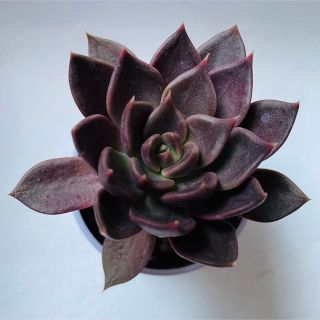 多肉植物　エケベリア　黒王子(その他)