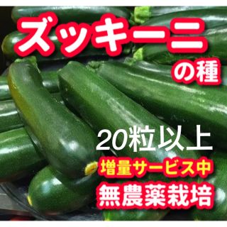 ズッキーニの種【20粒以上】無農薬栽培の種・増量サービス中(野菜)