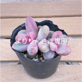 多肉植物 ガンゾウ　キャンディグレープ　抜き苗　韓国苗　多頭(その他)