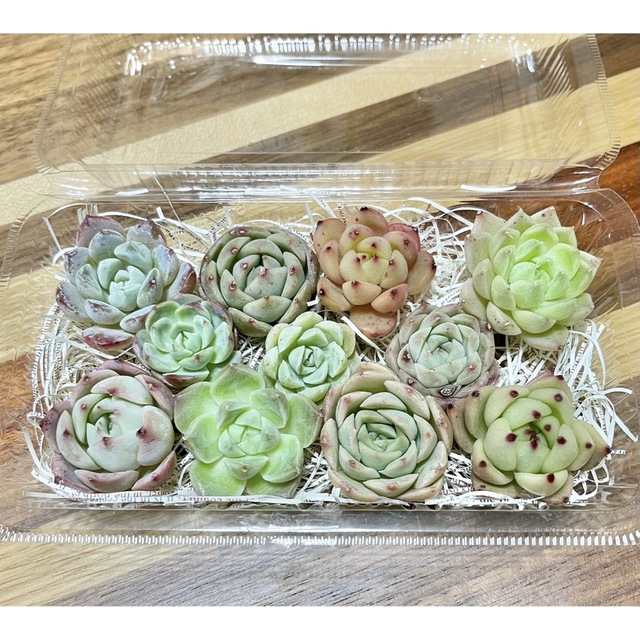 多肉植物　韓国苗小苗　チビ苗　ミックスセット ハンドメイドのフラワー/ガーデン(その他)の商品写真