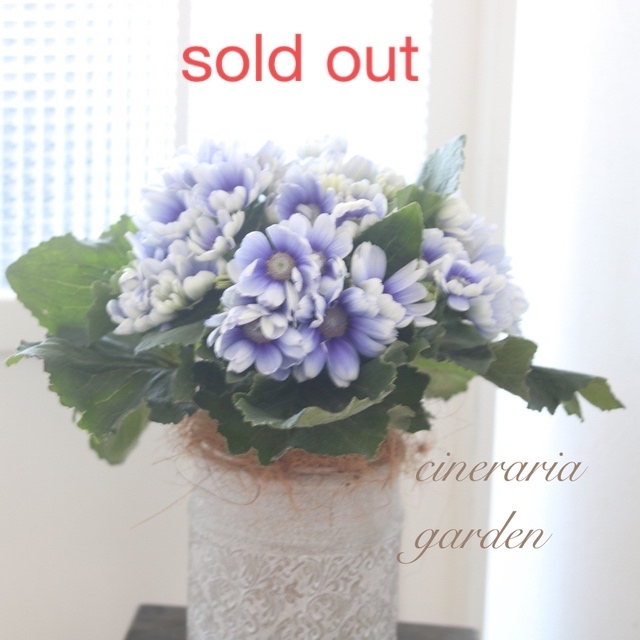 sold out︎✿サイネリア❁⃘ボリューム満点    お花の贈り物