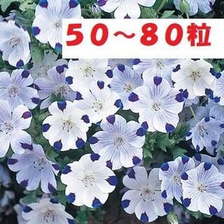 【花の種】ネモフィラ　マクラタ　0.5ｍｌ50粒以上 ファイブスター(プランター)