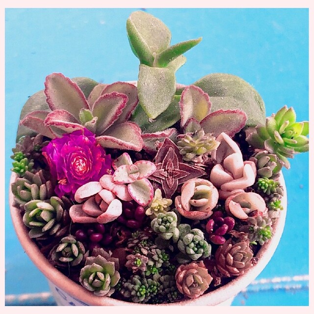 o 3つセット そのまま飾れます❤️ 多肉植物 寄せ植え カット苗 o 3つセット そのまま飾れます❤️ 多肉植物 寄せ植え カット苗