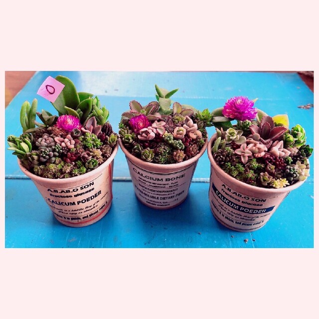 o 3つセット そのまま飾れます❤️ 多肉植物 寄せ植え カット苗 o 3つセット そのまま飾れます❤️ 多肉植物 寄せ植え カット苗