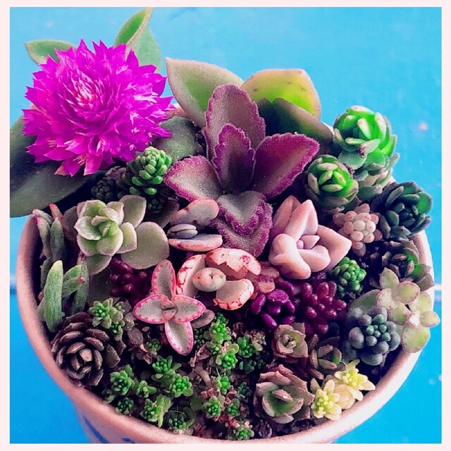 o 3つセット そのまま飾れます❤️ 多肉植物 寄せ植え カット苗 o 3つセット そのまま飾れます❤️ 多肉植物 寄せ植え カット苗