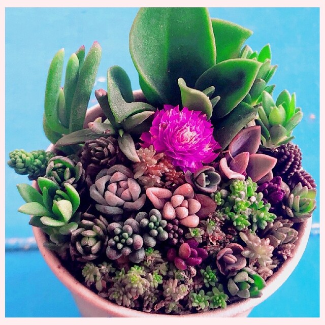 o 3つセット そのまま飾れます❤️ 多肉植物 寄せ植え カット苗 o 3つセット そのまま飾れます❤️ 多肉植物 寄せ植え カット苗