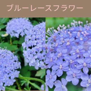 育て方付き❀切り花や花材にも人気の美しい*只今増量中ブルーレースフラワー*花の種(その他)