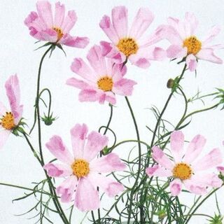 【花の種】３０粒 コスモス　ハミングバードピンク　珍しい筒状こすもす(プランター)