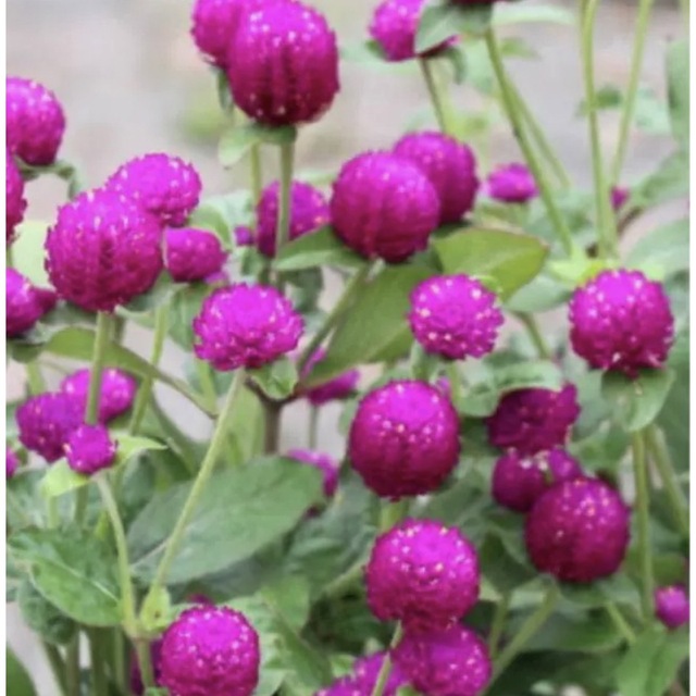 ❤︎花の種❤︎ 千日紅　6種　120粒 ハンドメイドのフラワー/ガーデン(その他)の商品写真