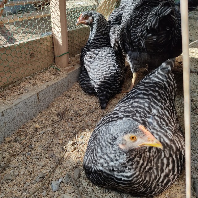 岡崎おうはん　平飼い卵　12個　魚粉不使用 食品/飲料/酒の食品(その他)の商品写真