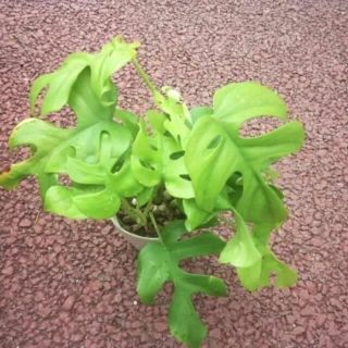 モンステラ　苗　花卉園芸　観葉植物　グリーン(その他)