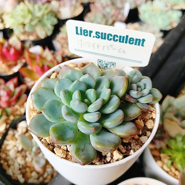 ブランド 新品 新入荷 パームxキャンセルハート 多肉植物 韓国苗