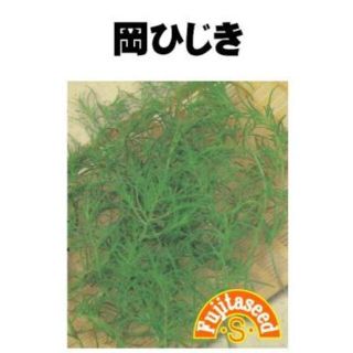 あっつん052様向け＜野菜の種＞オカヒジキ　10ｍｌ　岡ひじき+４品(プランター)