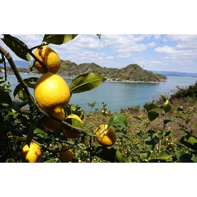 酸っぱいだけじゃない！甘味も感じる広島県大崎下島産 特別栽培レモン2キロ 食品/飲料/酒の食品(フルーツ)の商品写真