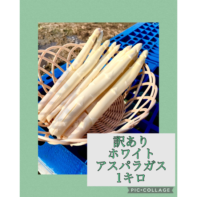 佐賀県産　訳あり　ホワイトアスパラガス　1キロ 食品/飲料/酒の食品(野菜)の商品写真