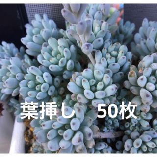 多肉植物　ブルービーン　葉挿し　50枚(その他)