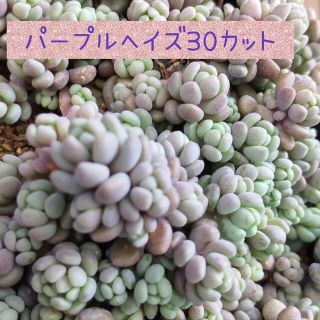 mk様専用   多肉植物  パープルヘイズ(その他)