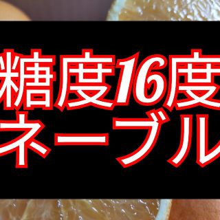 ネーブルご家庭用10キロ(フルーツ)