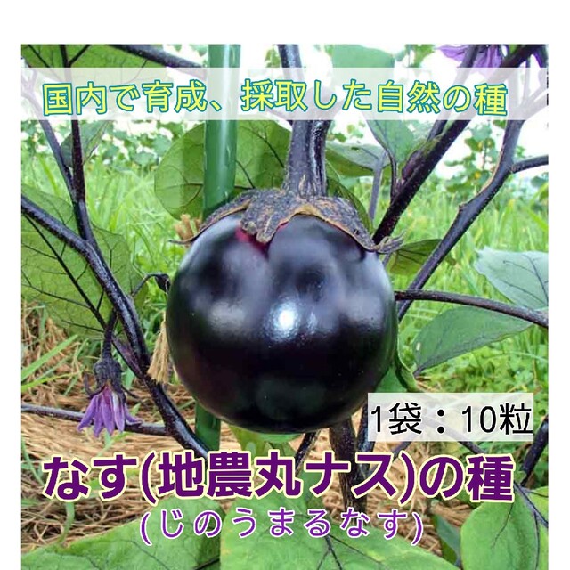 なすの種　国内で育成、採取した自然の種　地農丸ナス　家庭菜園　濃い紫色の丸ナス　フラワー/ガーデン