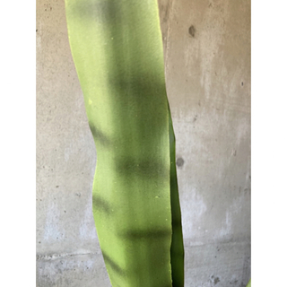光触媒　人工観葉植物　ウォールグリーン　フェイクグリーン　サンスベリア105