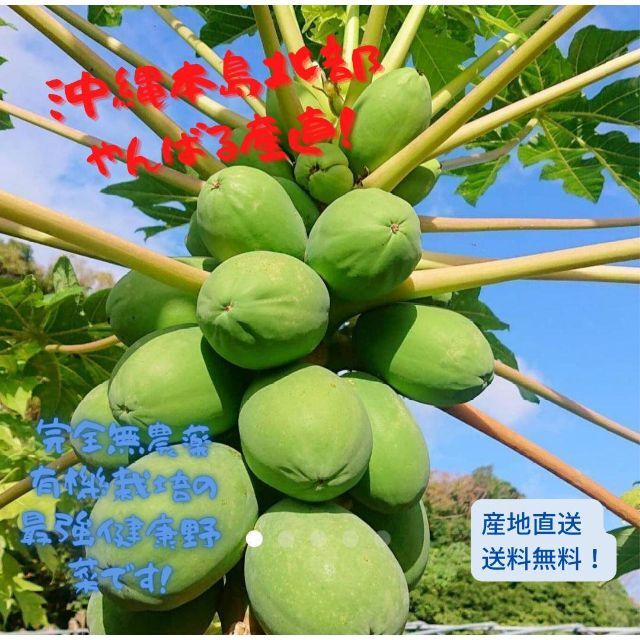 島やんばる産直！！健康美容野菜 ！沖縄産島野菜 青パパイヤ2.2kg 食品/飲料/酒の食品(野菜)の商品写真