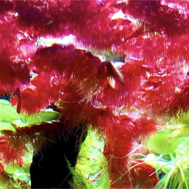 レッドヴィアンルス ５株 浮草 水草 ビオトープ 水槽 メダカ 金魚 熱帯魚 その他のペット用品(アクアリウム)の商品写真