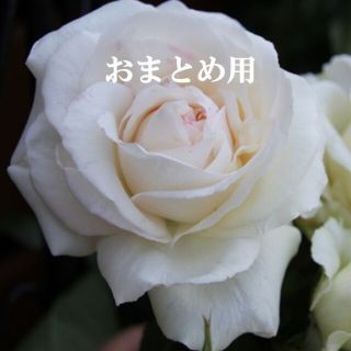 花の種２点おまとめ用(その他)