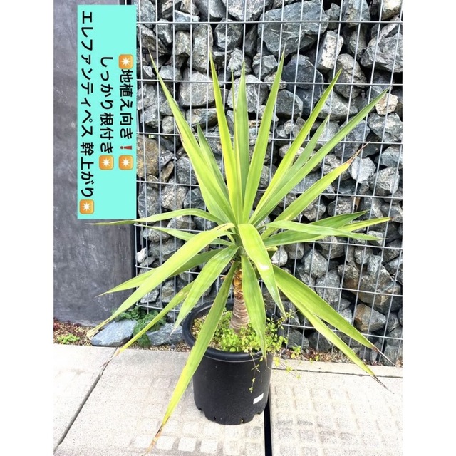地植え向きしっかり根付き エレファンティペス 幹上がり 地植え向きしっかり根付き エレファンティペス 幹上がり