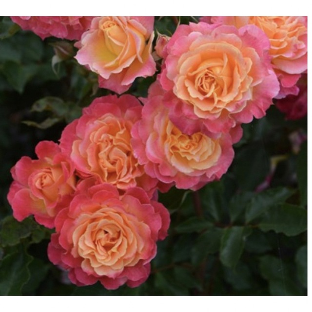シャルール薔薇苗✳︎正規品、接木苗、強健、香り薔薇、バラ、薔薇 | フリマアプリ ラクマ