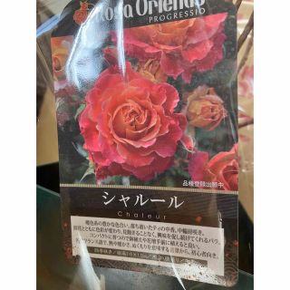 強健薔薇苗　シャルール正規品　接木苗　薔薇　薔薇