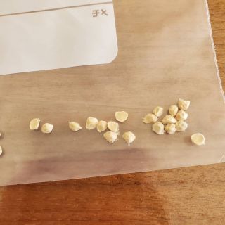 フィンガーライム 種子のみ 約20粒 リックスレッド ピンク赤系