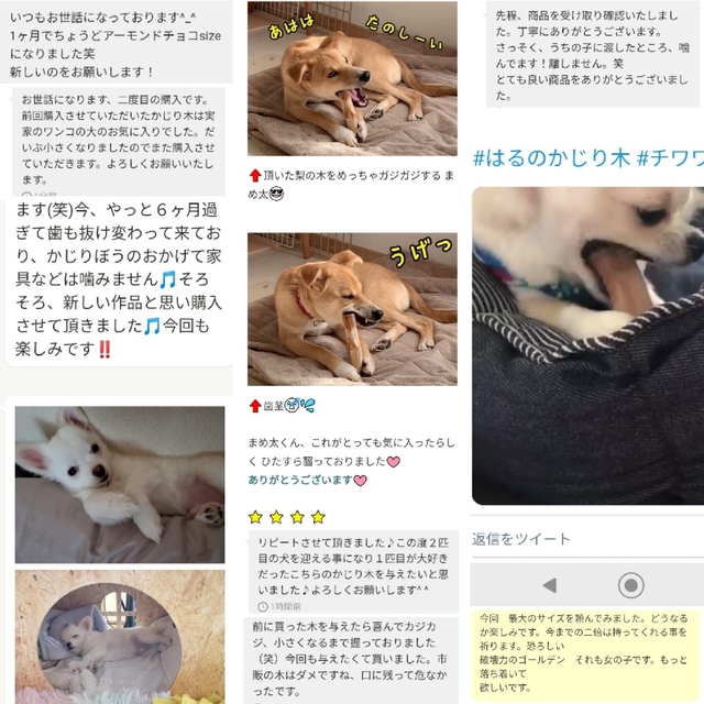 ☆224.犬用国産梨の木、枝、おもちゃ超小型犬向け?歯固め、かじり木