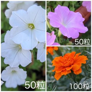 花の種３種セット　白と淡いピンクのペチュニア・色鮮やかなマリーゴールド(プランター)