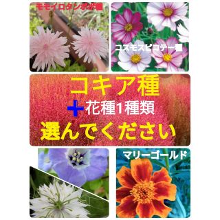 コキア種➕選べる花種　一種類(その他)