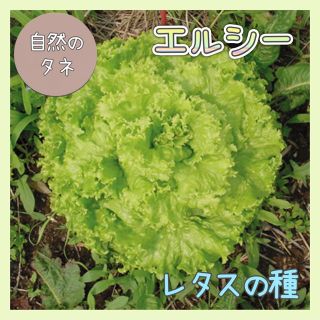 【国内育成・採取】 エルシー 家庭菜園 種 タネ レタス 野菜(野菜)