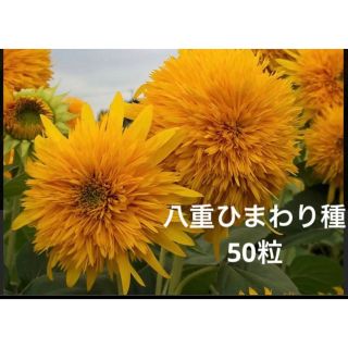 八重ひまわりの種　50粒(その他)