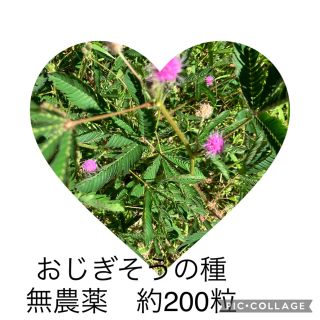 おじぎ草の種　無肥料　無農薬　約200粒　不思議な植物　オジギソウ　(その他)