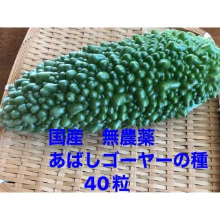 国産　無農薬　あばしゴーヤーの種 40粒(野菜)