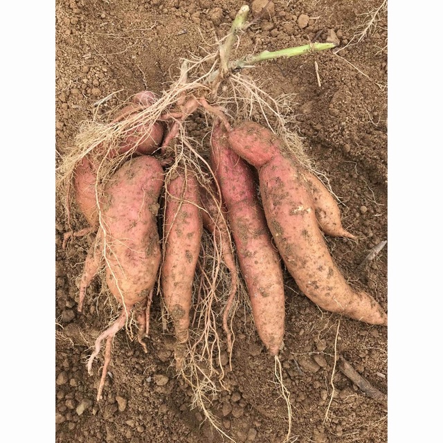 さつまいも　安納芋　愛媛県産　農家直送　サイズ混載　約3kg 食品/飲料/酒の食品(野菜)の商品写真