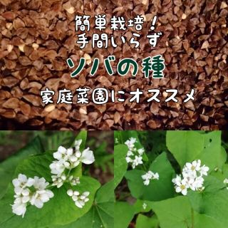 【家庭菜園にかわいいお花を】蕎麦の種　たっぷり15g 高発芽率◎お世話いらず◎(プランター)