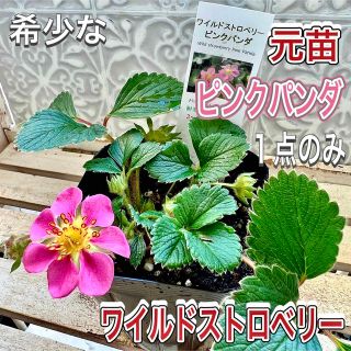 入手困難　ワイルドストロベリー　ピンクパンダ　お花が可愛い❣️ 元苗　１点のみ(その他)