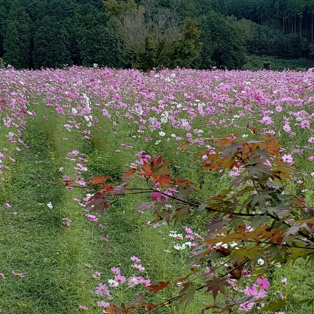 コスモスコスモスが通販できます花です