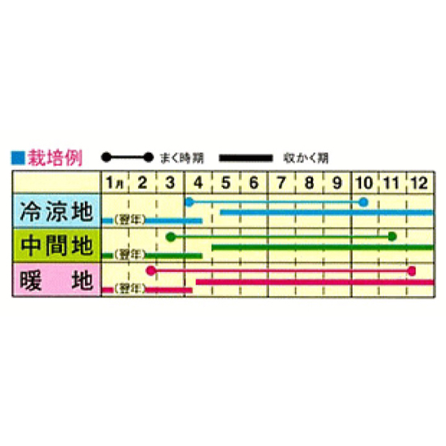 風味抜群美味しい❗️❗️ 次々収穫できる『アスパラ菜』　種 60粒 食品/飲料/酒の食品(野菜)の商品写真